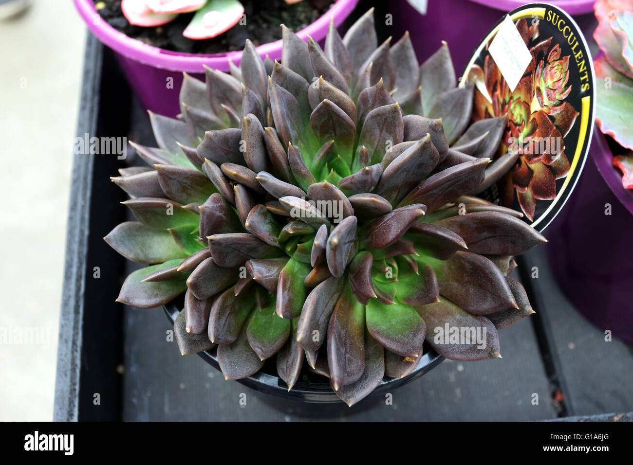 Echeveria Black Prince aussi connu sous le nom de cultivar ou de poules et de poussins noir Banque D'Images
