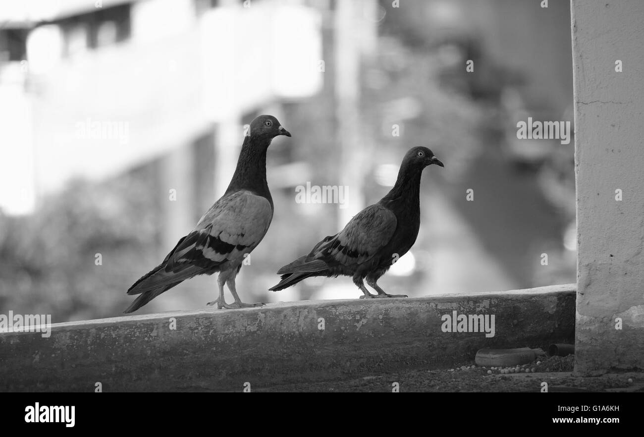 Pigeon dans l'Asie du Sud-Est, la Thaïlande (Selective focus) Banque D'Images