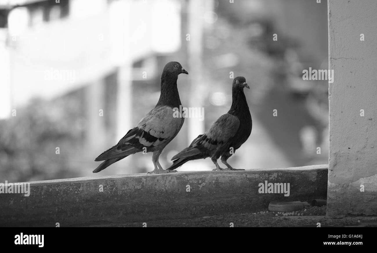 Pigeon dans l'Asie du Sud-Est, la Thaïlande (Selective focus) Banque D'Images