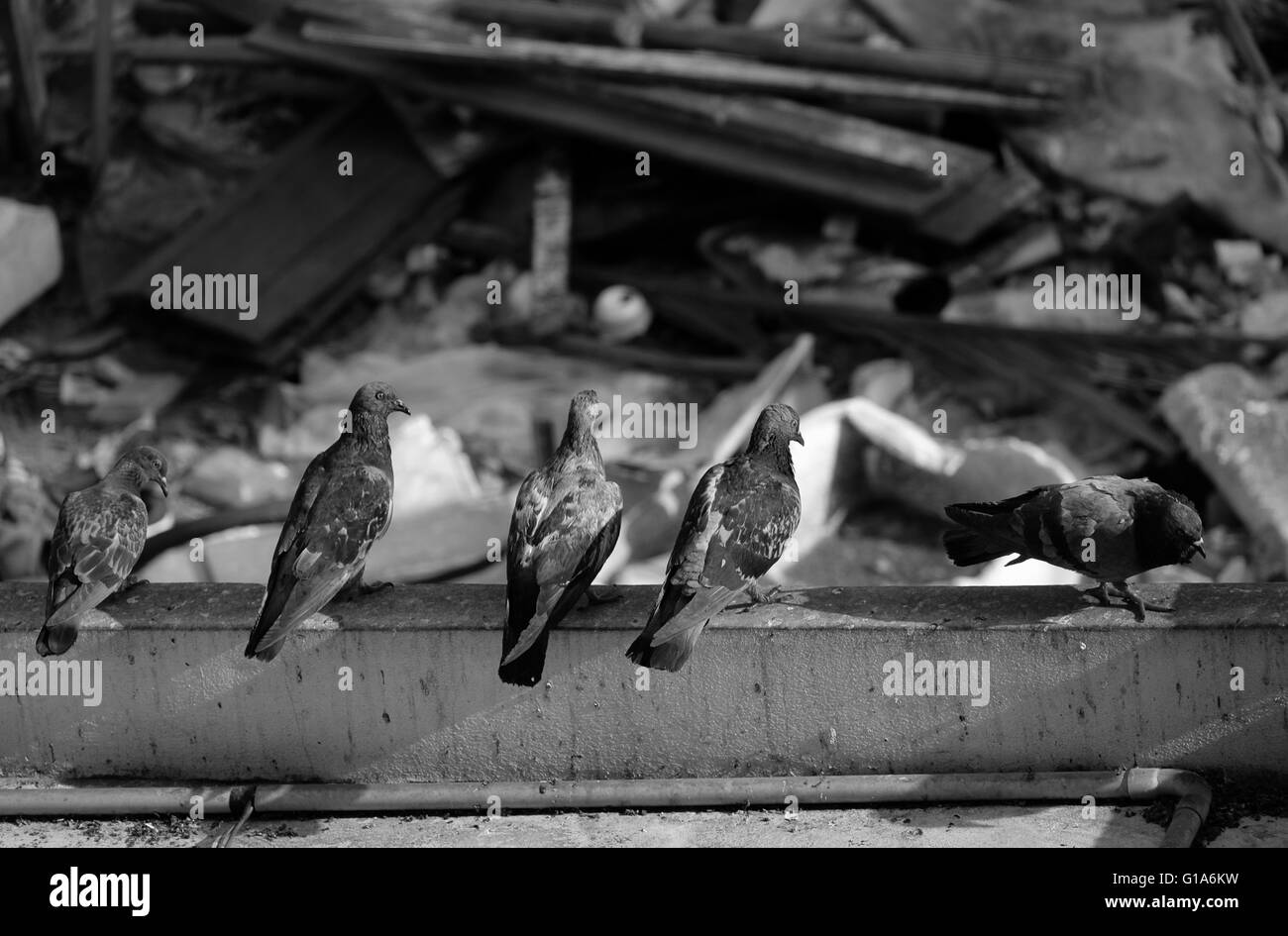 Pigeon dans l'Asie du Sud-Est, la Thaïlande (Selective focus) Banque D'Images