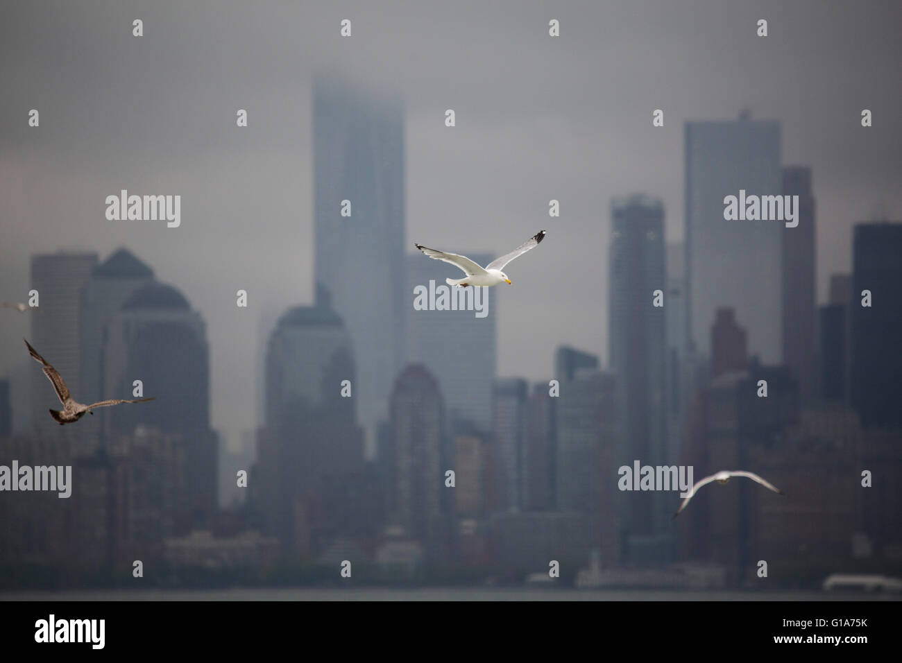 Les mouettes volent en face de gratte-ciel sur l'île de Manhattan, New York City, USA. La journée est couvert. Banque D'Images