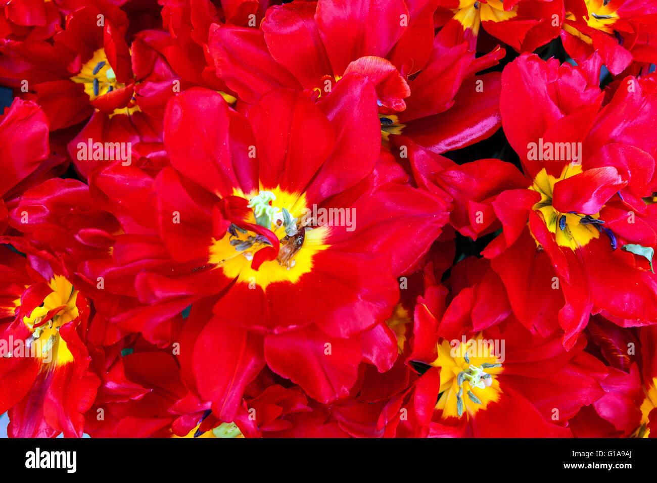 Tulipes fleurs jardin, Tulipa Banque D'Images