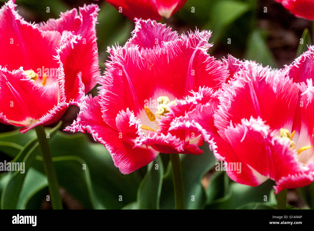 Tulips à franges Tulipa 'siesta', trois tulipes rouges lit de fleurs jardin à gros plan jardin tulipes Banque D'Images