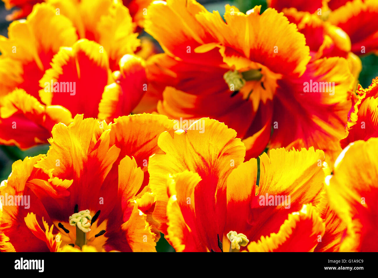 Jardin de tulipes fleuries, tulipes de perroquet rouge jaune Tulipa 'Bright Parrot' Banque D'Images