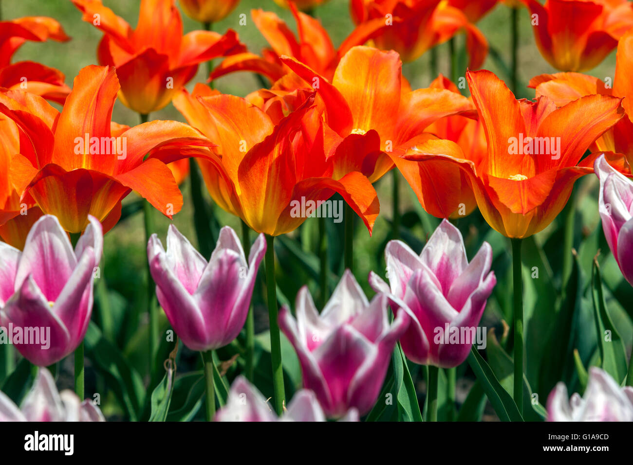 Tulipes fleurs jardin Banque D'Images