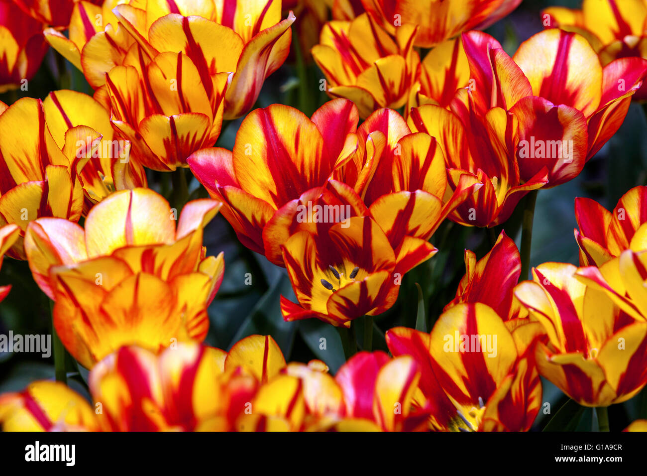 Jardin De Tulipes Fleuries, Tulipa 'Spectacle De Couleur' Banque D'Images