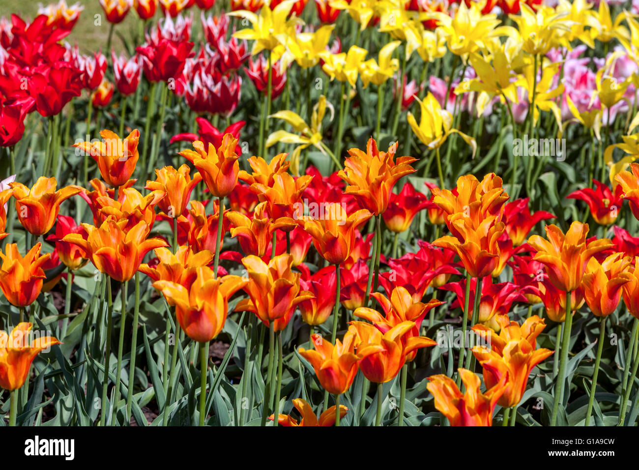 Tulipes fleurs jardin, Tulipa Banque D'Images
