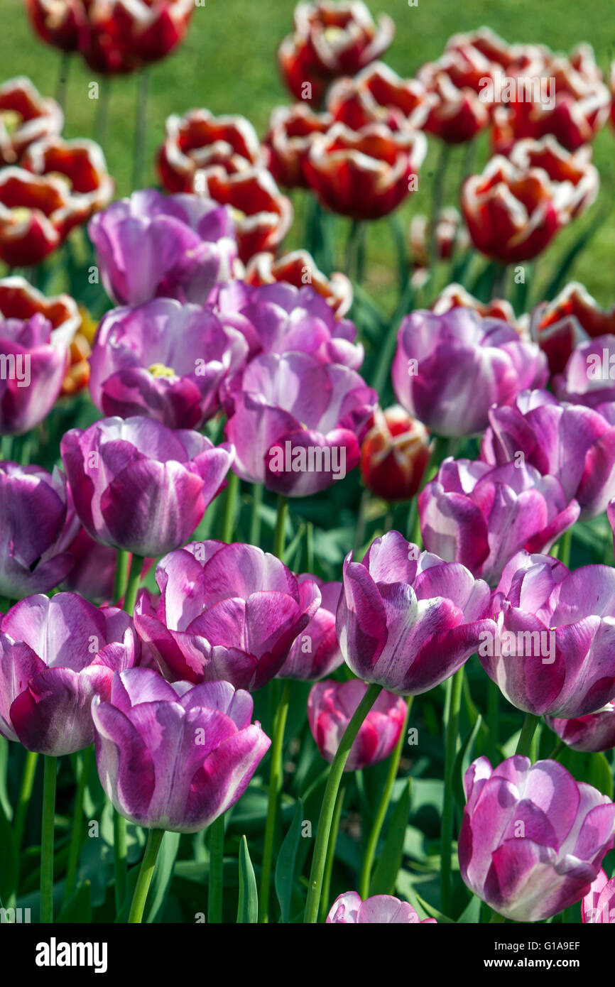 Jardin de tulipes fleuries, tulipe Tulipa 'Shirley Dream' Banque D'Images