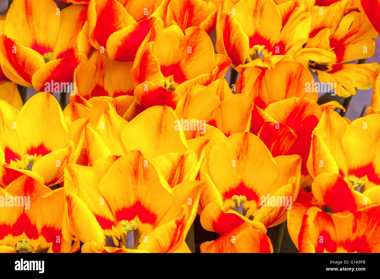 Tulipa 'Flair', tulipes Orange Banque D'Images