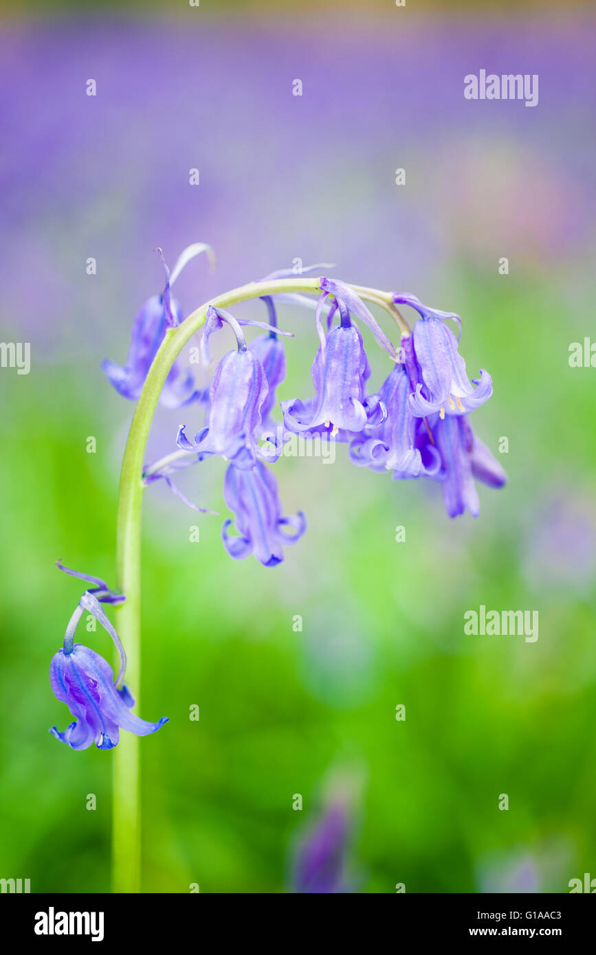 Close-up of bluebells dans un bois. Banque D'Images