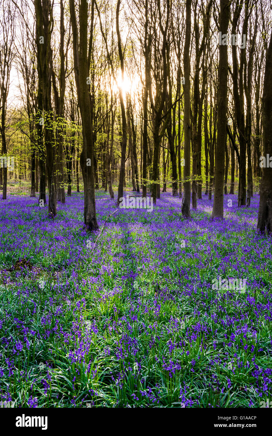 Un tapis de jacinthes des bois de hêtre dans le bois de l'Ouest au printemps près de Marlborough, Wiltshire, Angleterre. Banque D'Images