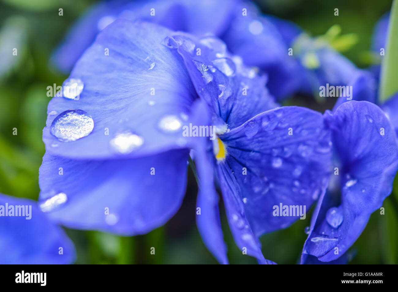 Gouttes de pluie sur blue pansy flower close up Banque D'Images