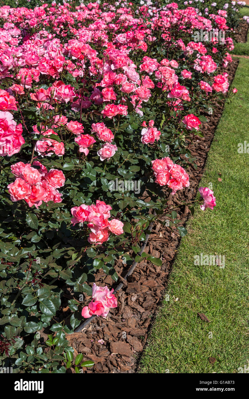 Jardins de France roses, Buenos Aires, Argentine Banque D'Images