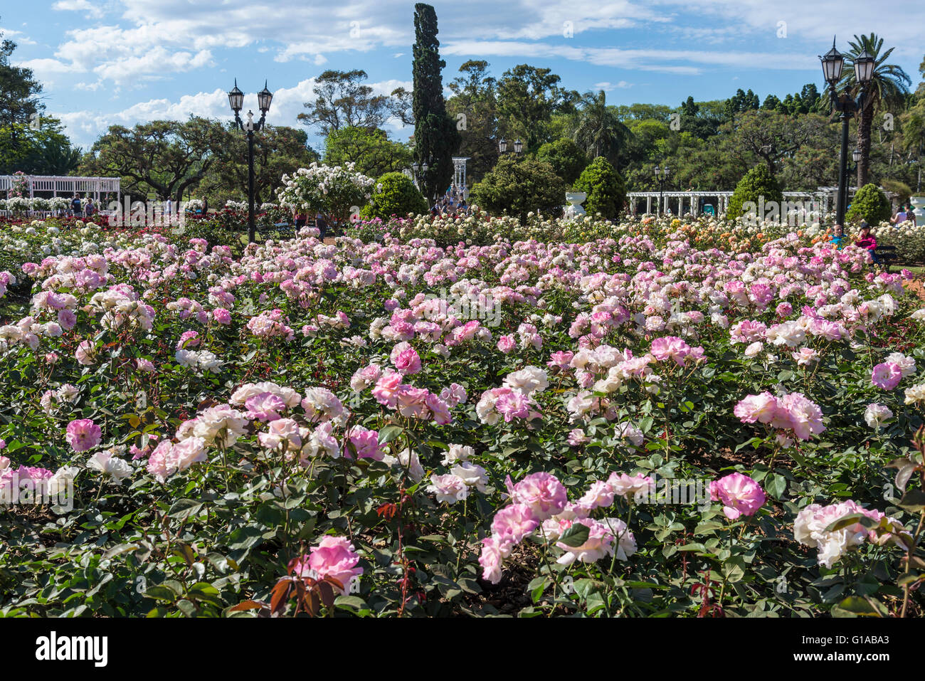 Jardin de roses, roses, Charles Aznavour Rosedal, Buenos Aires, Argentine Banque D'Images