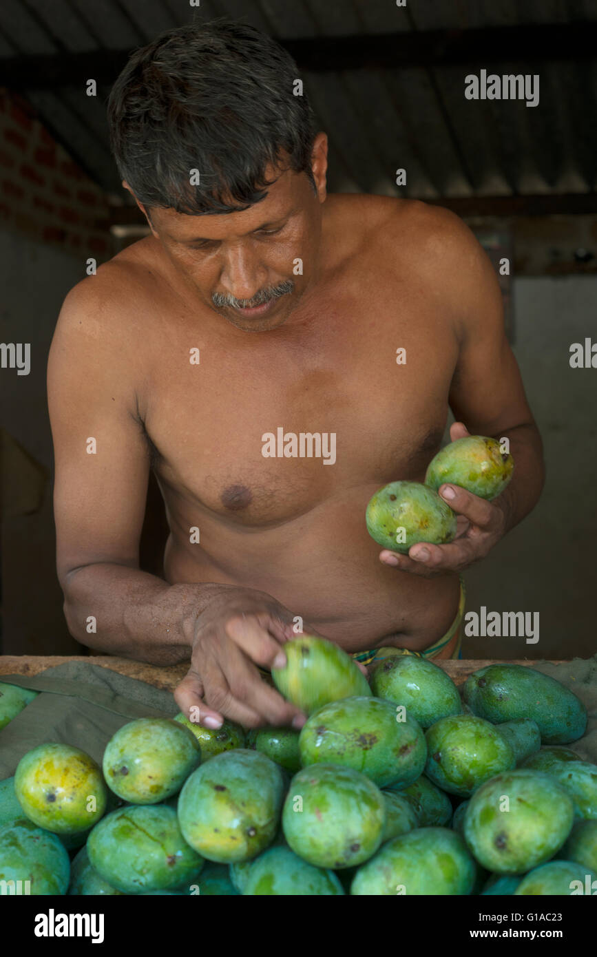 Vendeur de rue du Sri Lanka est la sélection de mangues à vendre au Sri Lanka Banque D'Images