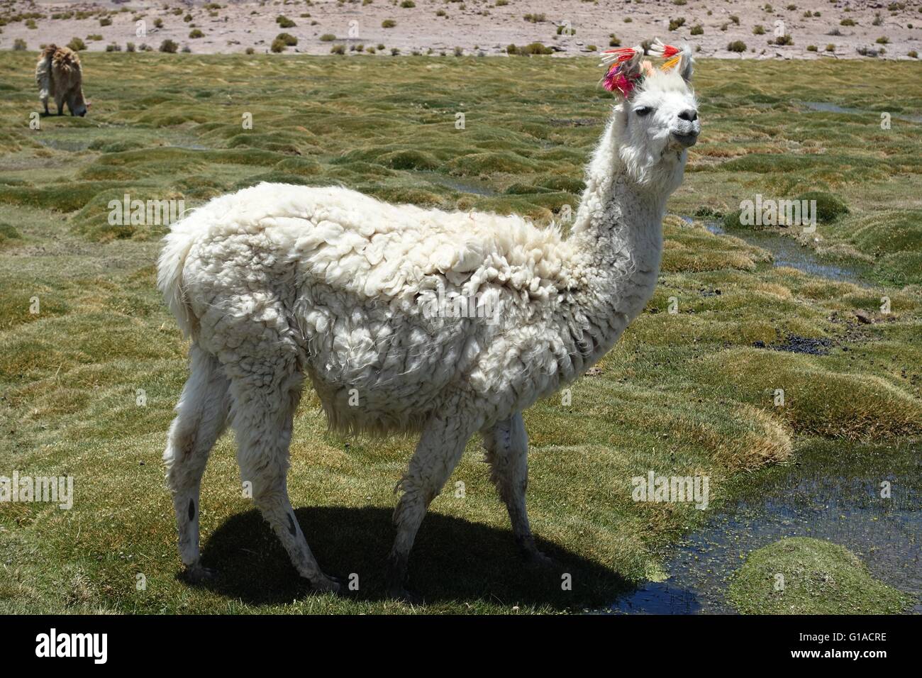 Les lamas paissent dans les marais de haute altitude sur la frontière Chili / Bolivie Banque D'Images