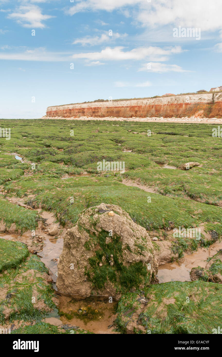 Des roches couvertes d'algues sur la plage de Old Hunstanton sous les couches du Crétacé de la Hunstanton cliffs Banque D'Images