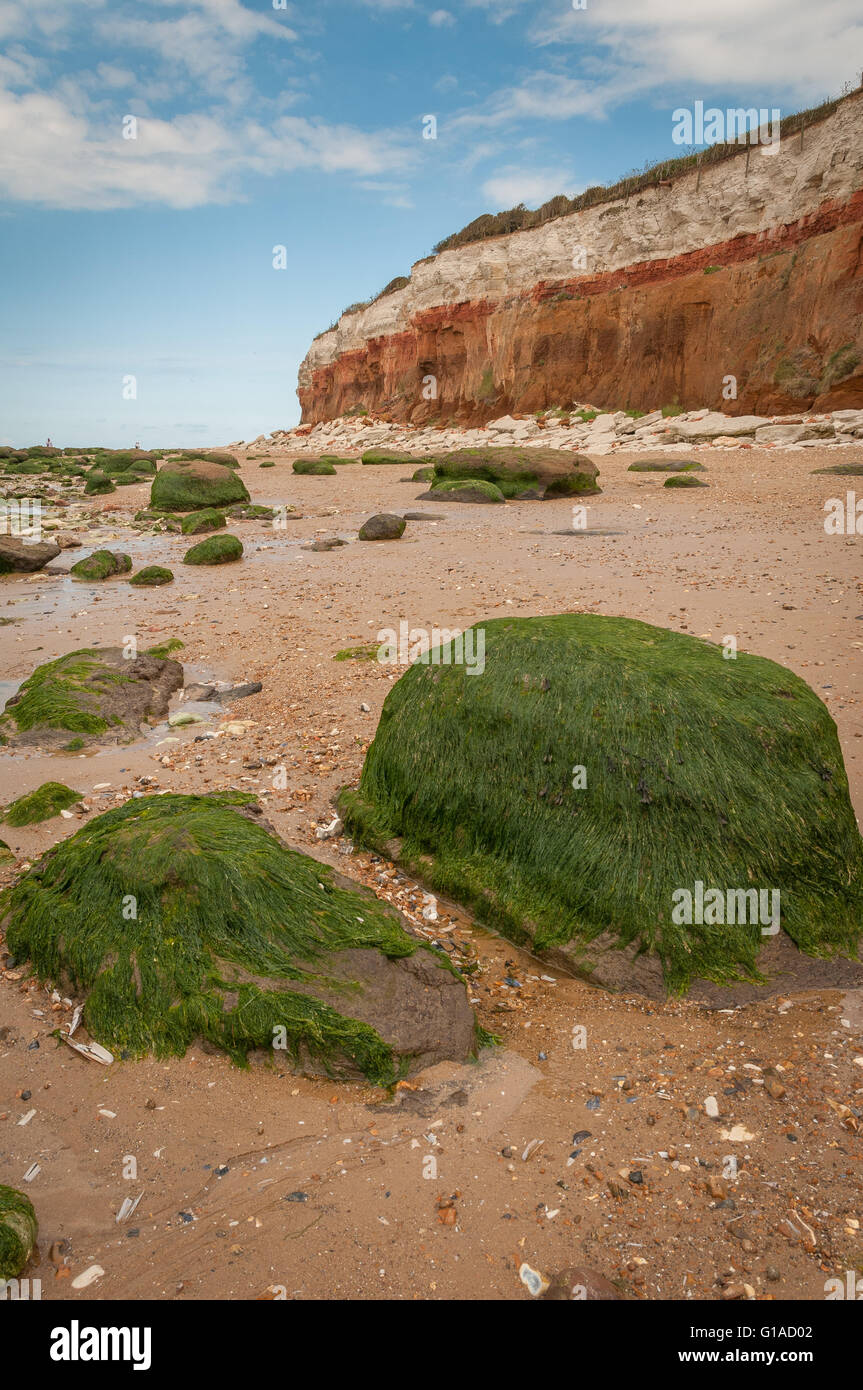 Des roches couvertes d'algues sur la plage de Old Hunstanton sous les couches du Crétacé de la Hunstanton cliffs Banque D'Images