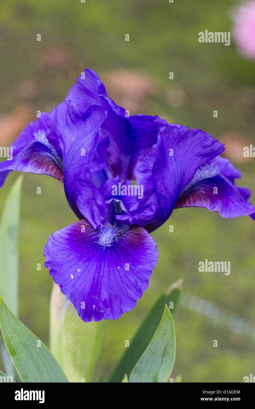 Gros plan d'une fleur de la norme iris nain, Iris pumila 'Banbury Ruffles' Banque D'Images