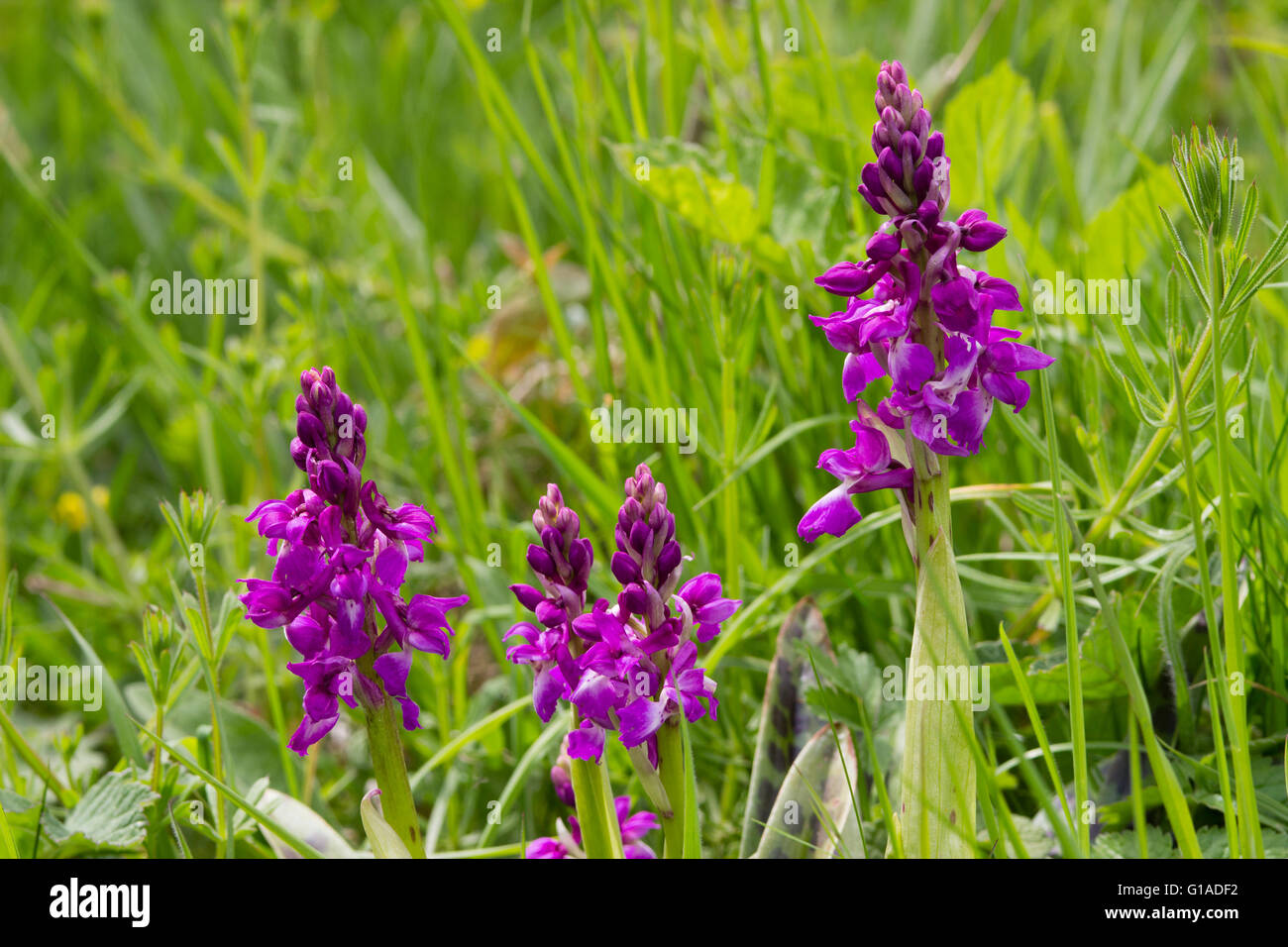 Fleurs du début de l'orchidée pourpre, Orchis mascula, dans une prairie en un chemin Devon Banque D'Images