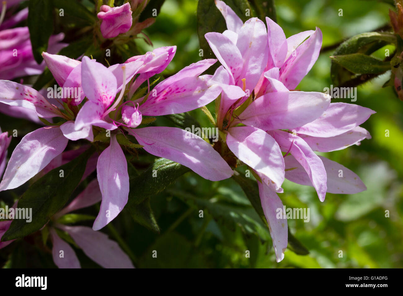 Printemps rose fleurs de l'azalée, Rhododendron 'evergreen Koromo shikibu'  Photo Stock - Alamy