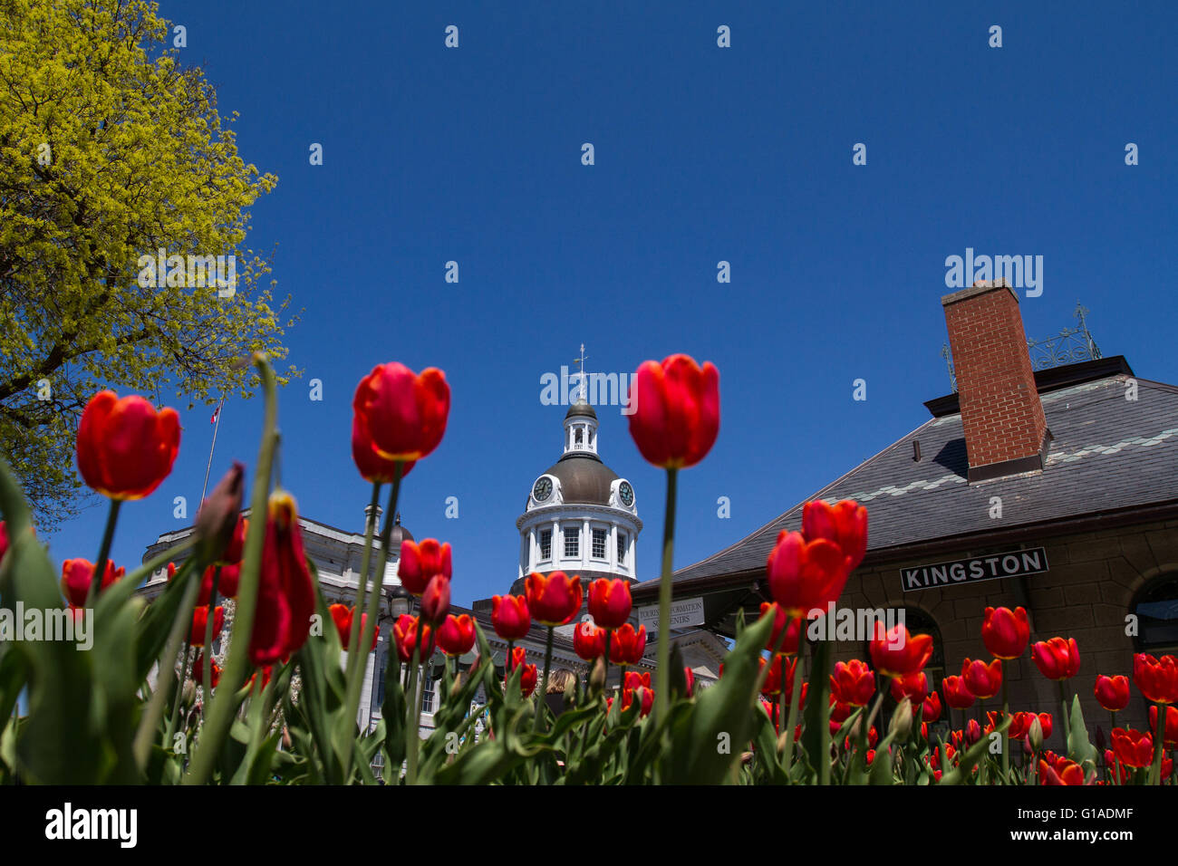 Hôtel de ville de Kingston (Ontario), le 11 mai 2016. Banque D'Images