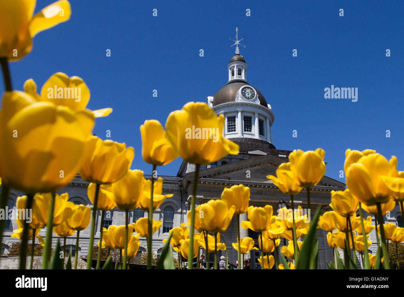 Hôtel de ville de Kingston (Ontario), le 11 mai 2016. Banque D'Images