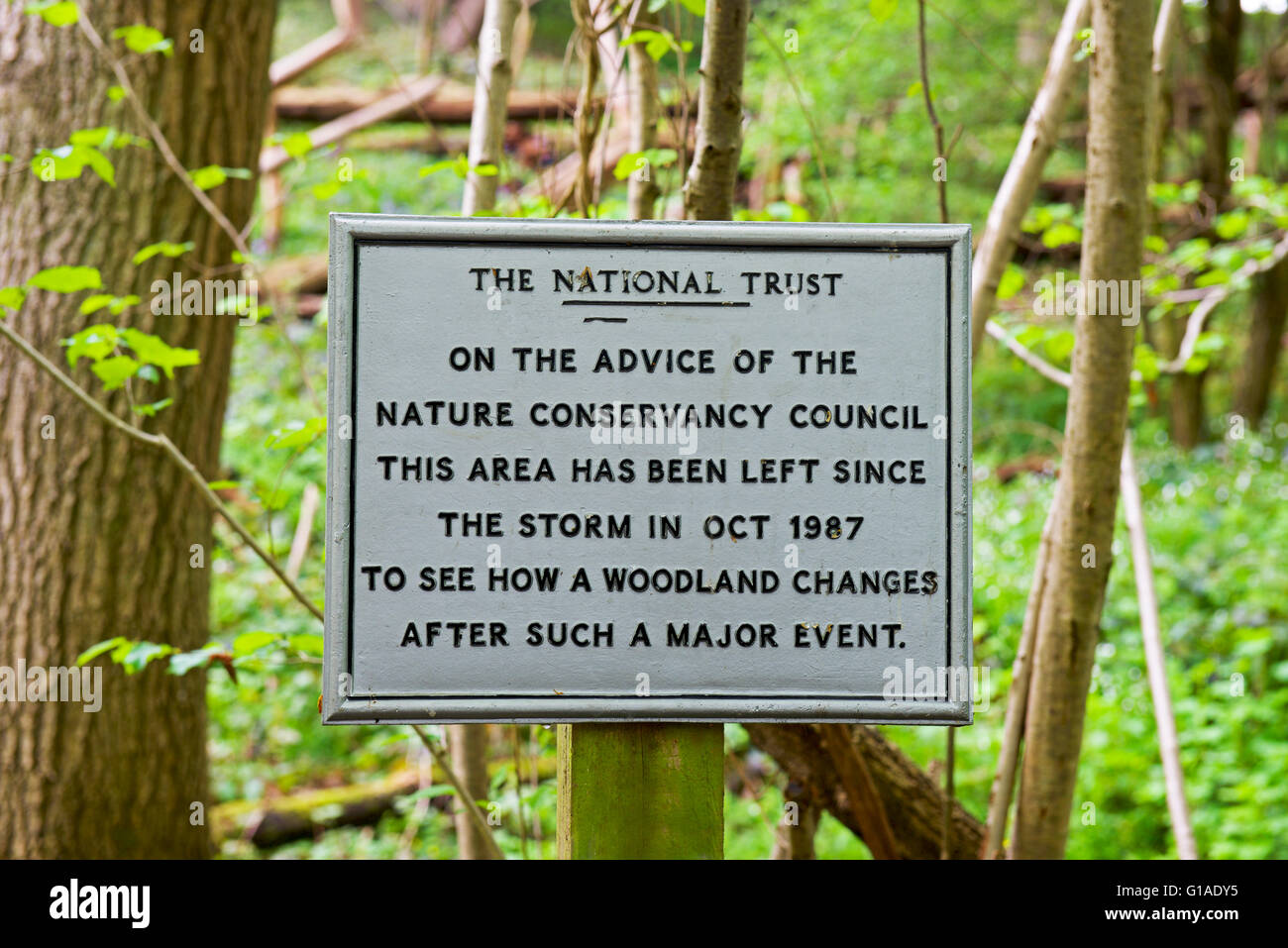 Bois de Blakes, près de Danbury, Essex, Angleterre Royaume-uni Banque D'Images