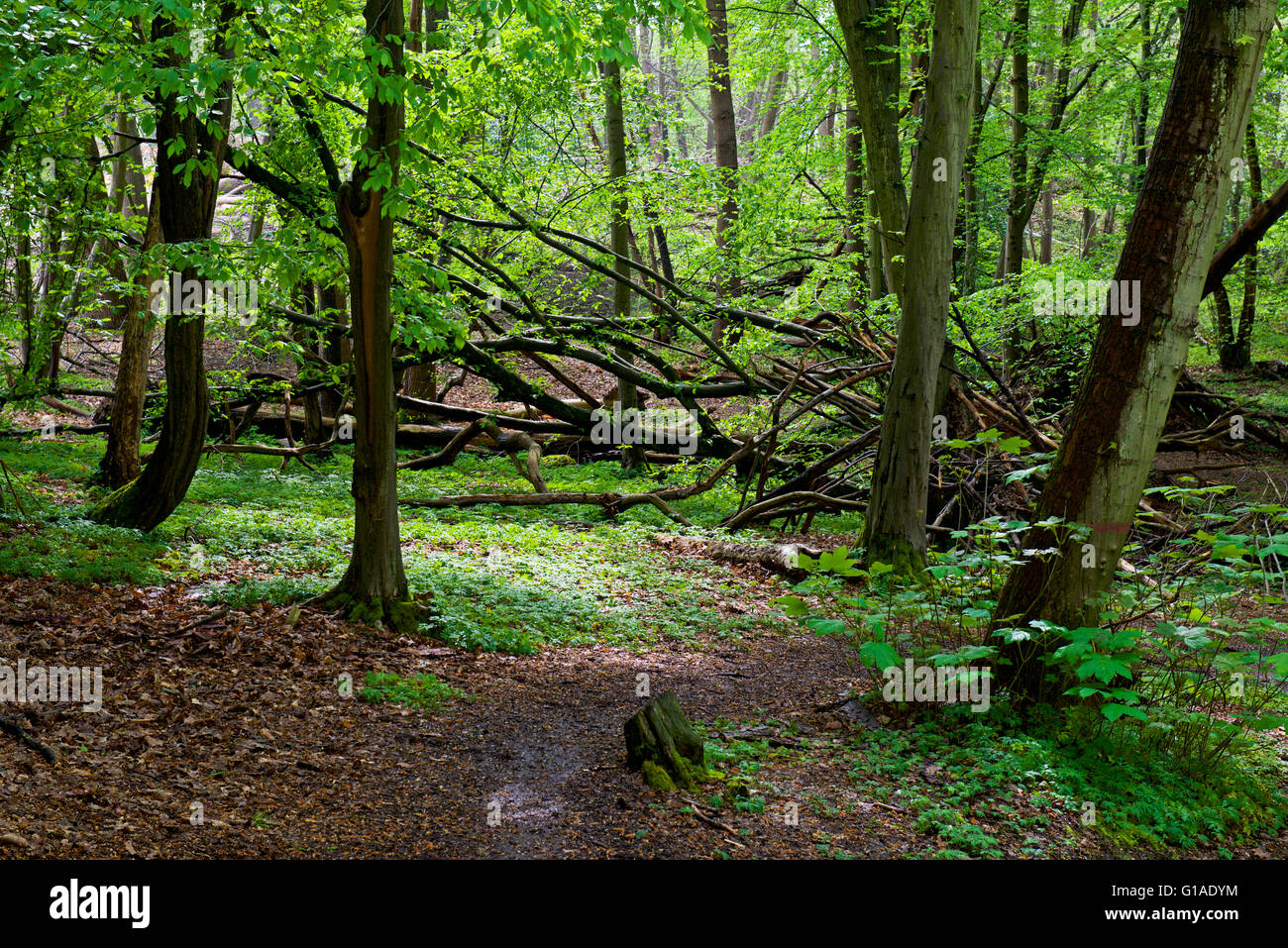 Bois de Blakes, près de Danbury, Essex, Angleterre Royaume-uni Banque D'Images