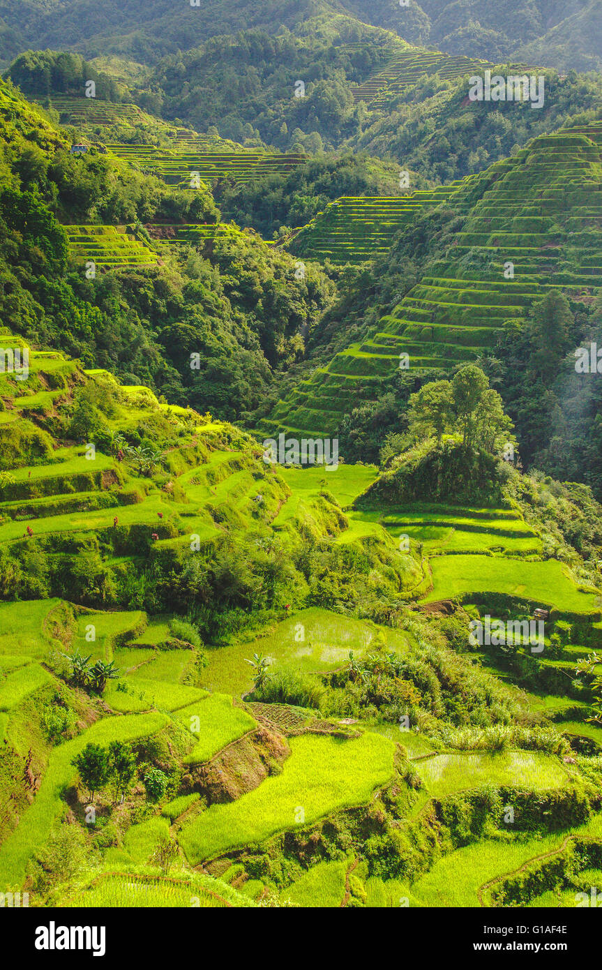 2000 ans les rizières en terrasses sculptées dans les montagnes en Banaue, nord-Luzon Banque D'Images