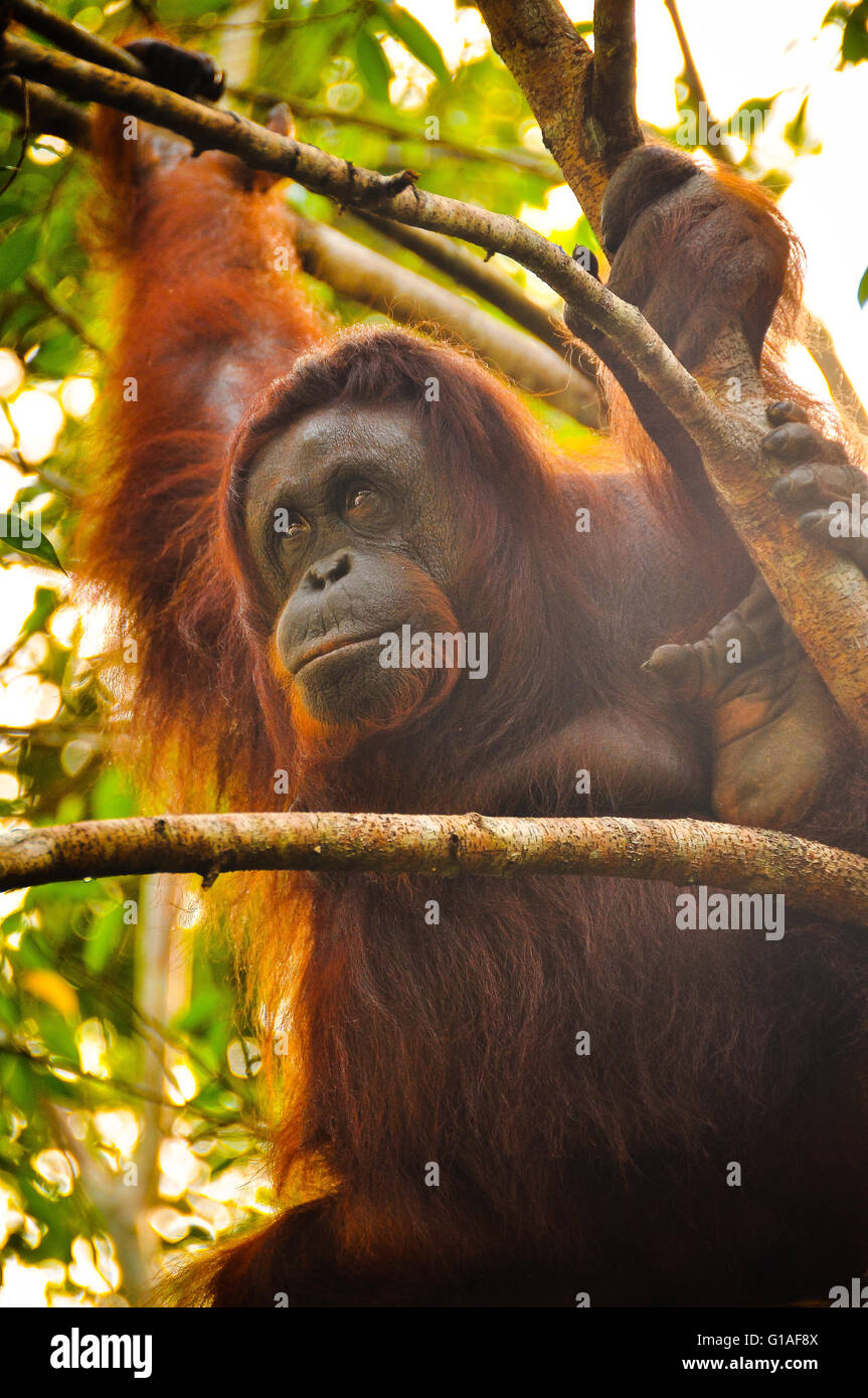 Orang-outan au Sanctuaire de faune de Semmengoh près de Kuching à Bornéo Banque D'Images