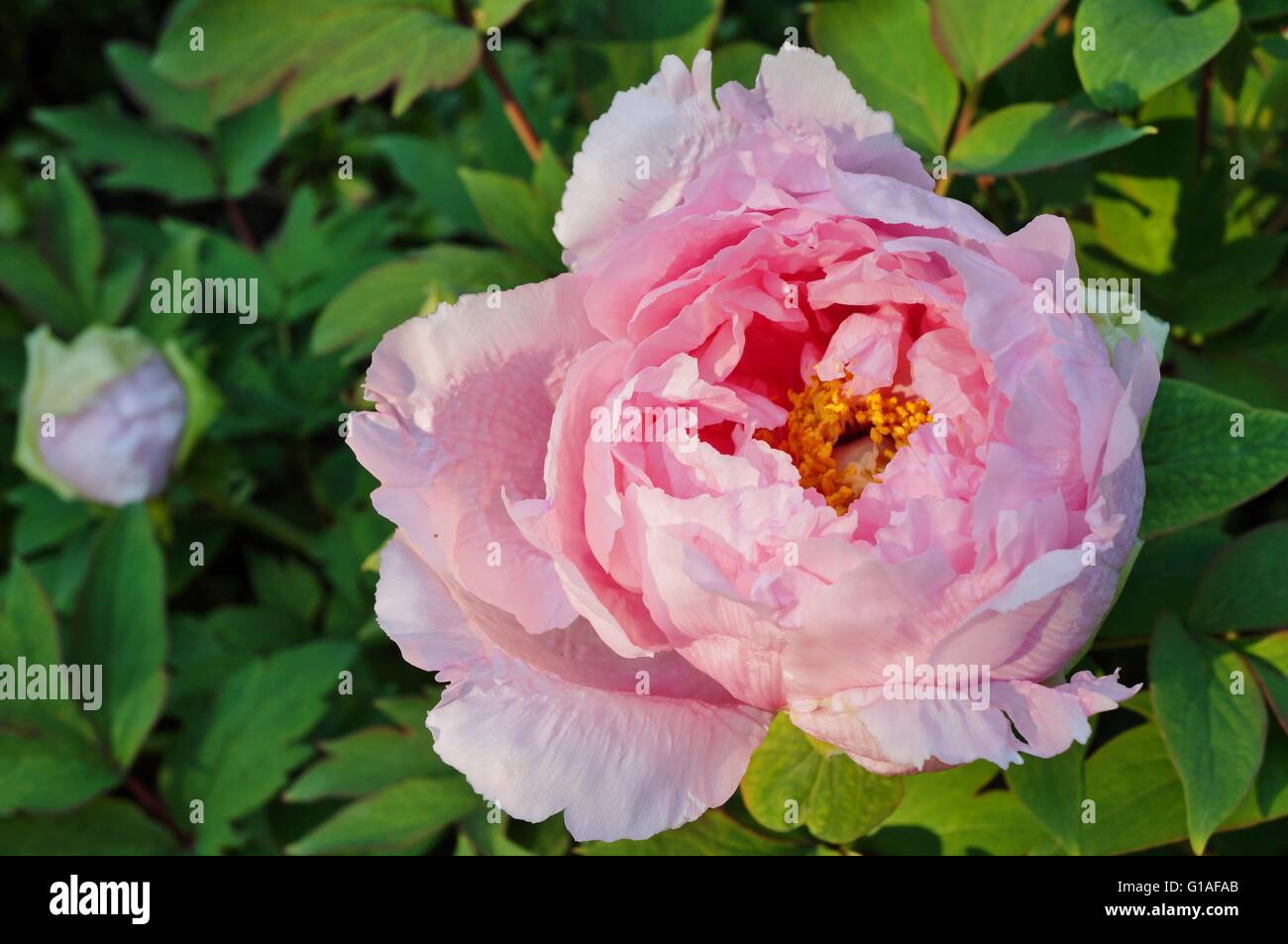 Arbre fleur pivoine rose bush en pleine floraison Banque D'Images