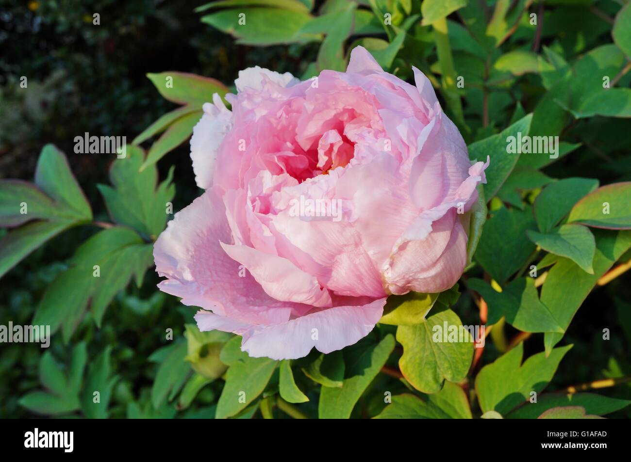 Arbre fleur pivoine rose bush en pleine floraison Banque D'Images