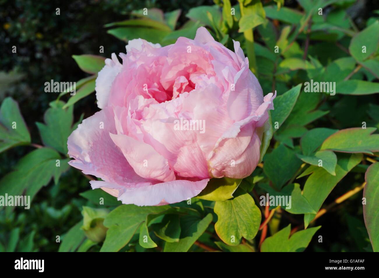 Arbre fleur pivoine rose bush en pleine floraison Banque D'Images