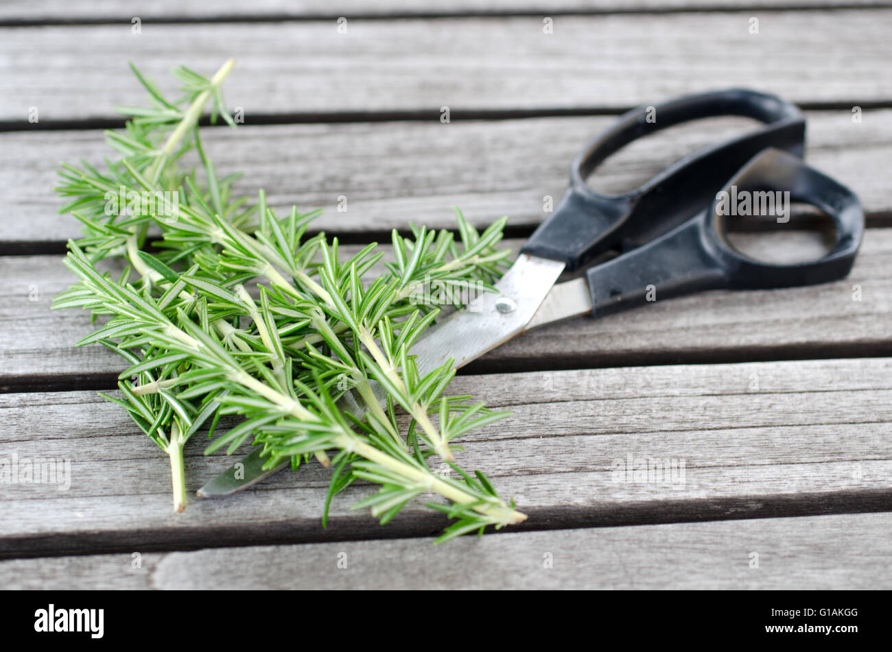 Branche de romarin fraîchement cueillies sur la table de jardin avec des ciseaux Banque D'Images