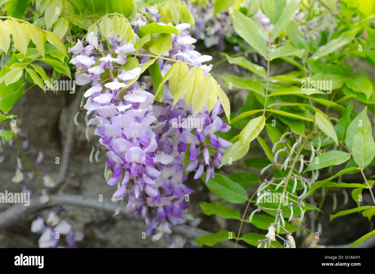 Fleur de glycine de plus de quelques roches Banque D'Images