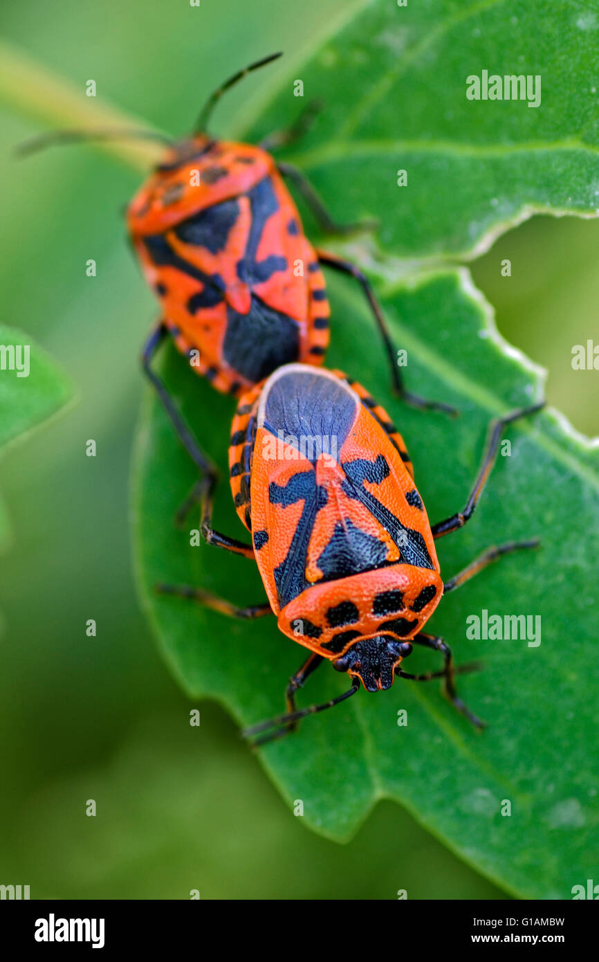 Red Shield bug, nom scientifique Eurydema dominulus. Banque D'Images