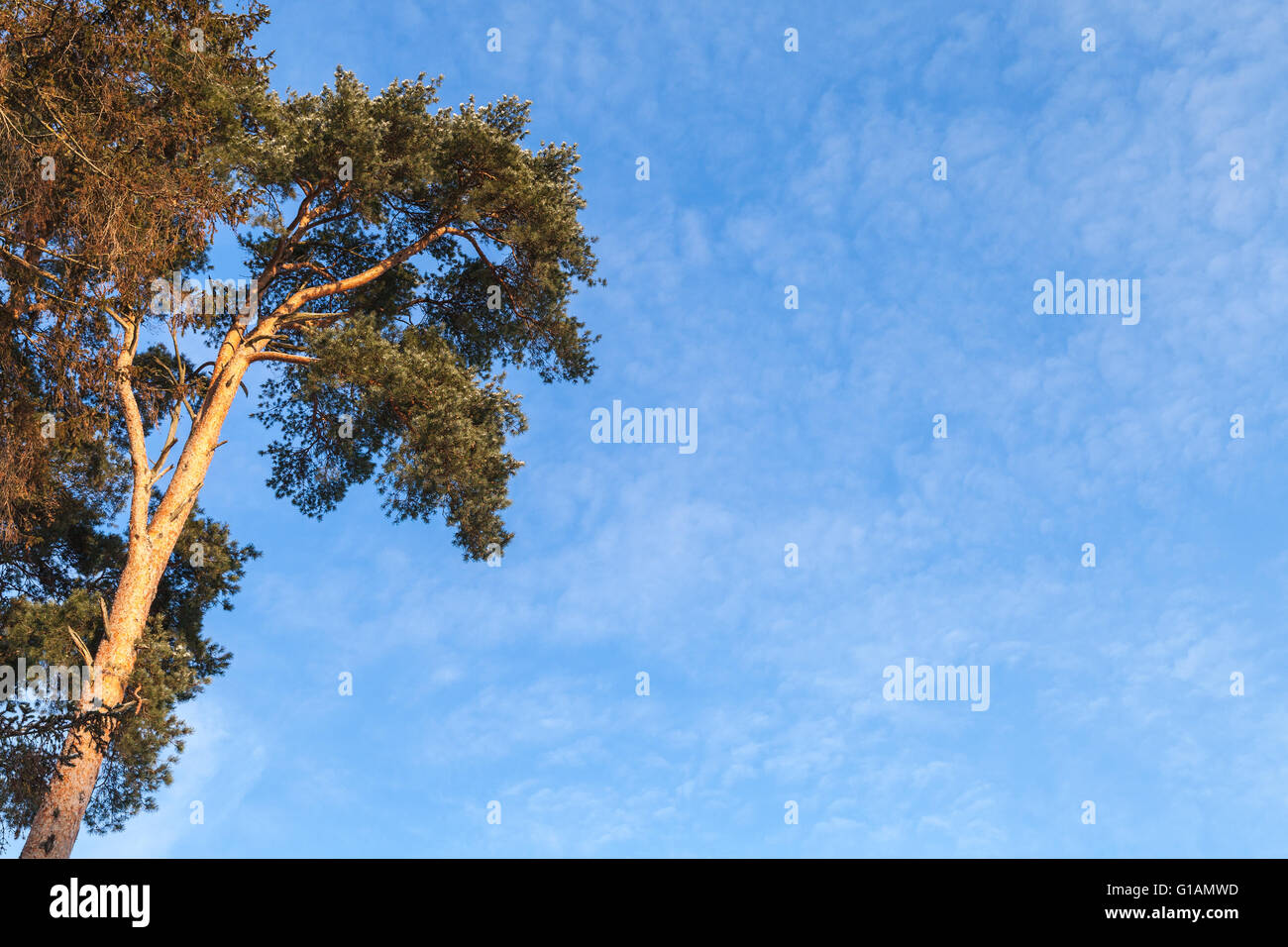 Pine Tree sur fond de ciel bleu, naturel photo avec copie espace salon Banque D'Images