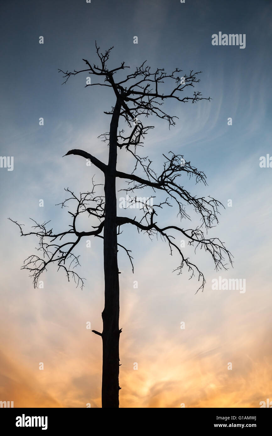 Arbre généalogique de pins morts secs colorés sur fond de ciel en soirée, photo verticale naturelle Banque D'Images