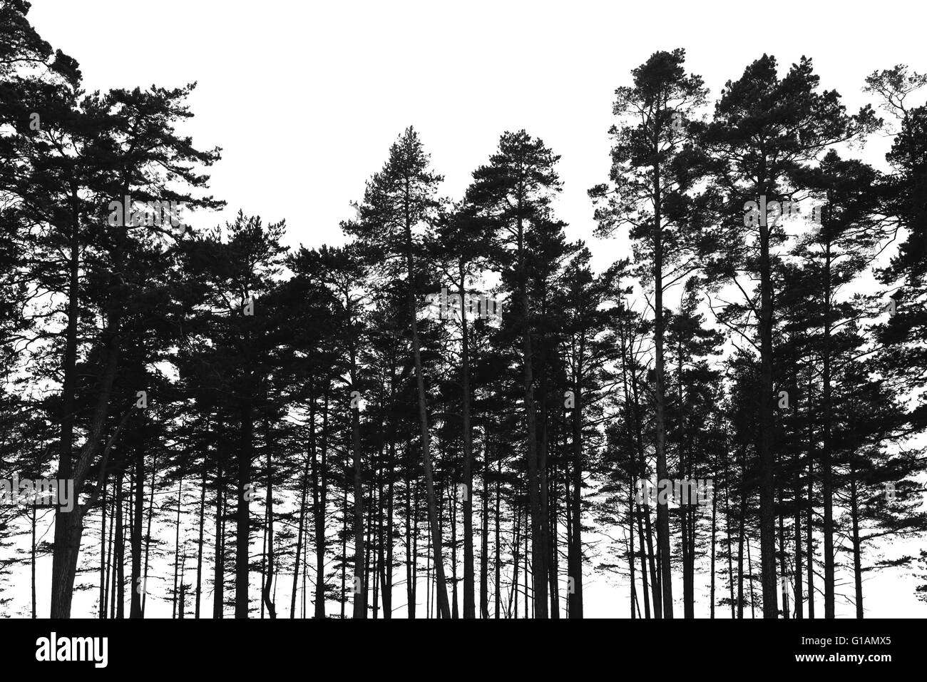 Forêt de pins isolé sur fond blanc. Photo silhouette stylisée noire Banque D'Images