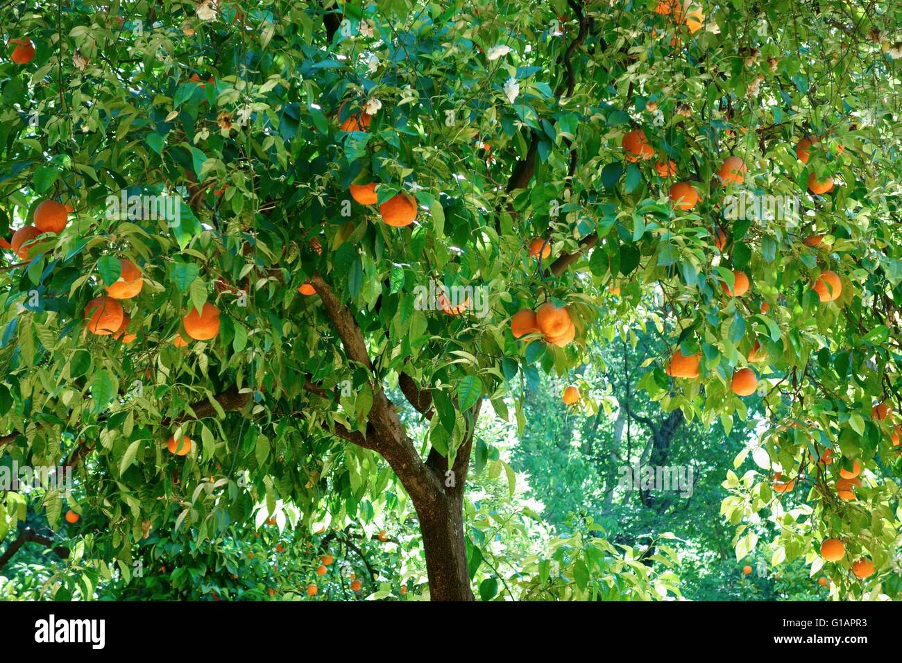 Un arbre plein d'oranges mûres Banque D'Images