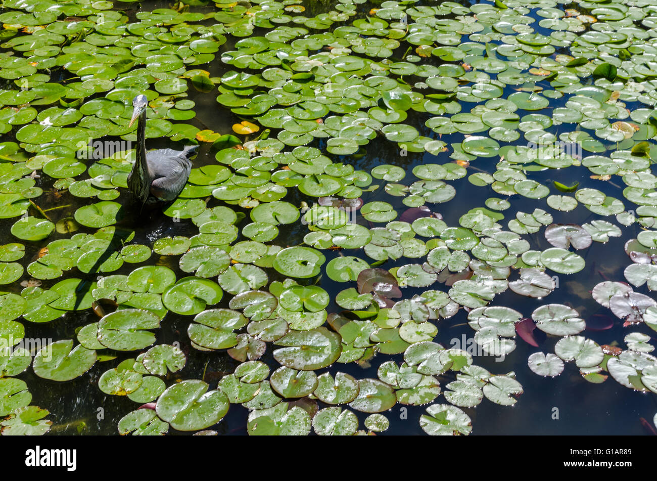 Un héron va à la pêche parmi les nénuphars dans un étang. Banque D'Images