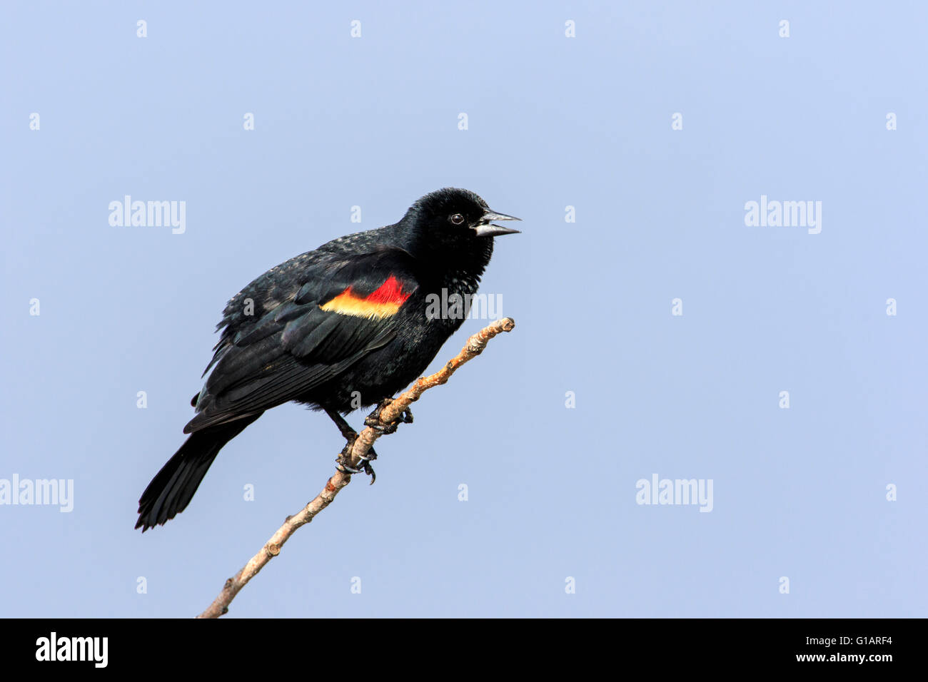 Carouge à épaulettes (Agelaius phoeniceus) sur une branche Banque D'Images
