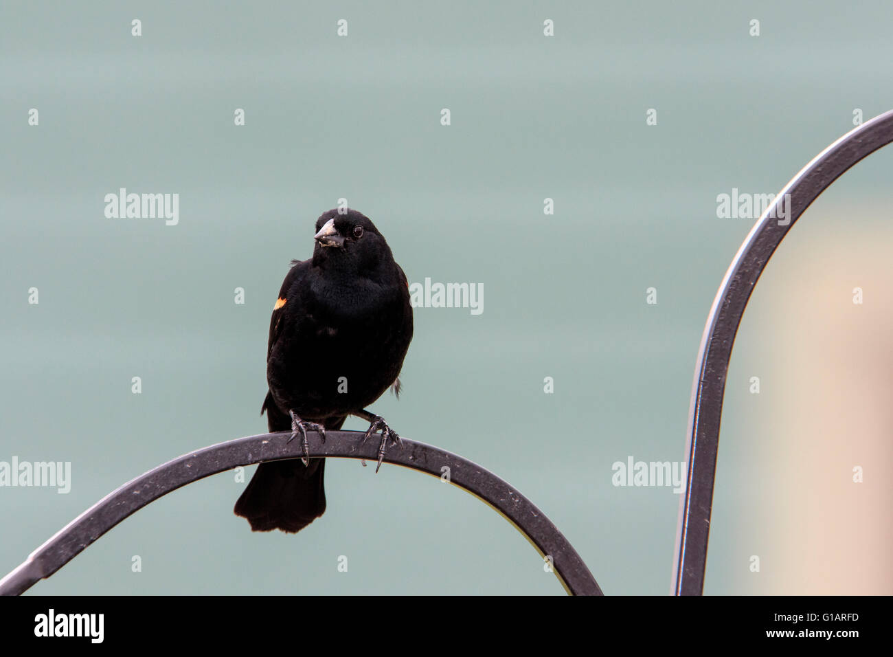 Carouge à épaulettes (Agelaius phoeniceus) sur mangeoire pour oiseaux. Banque D'Images