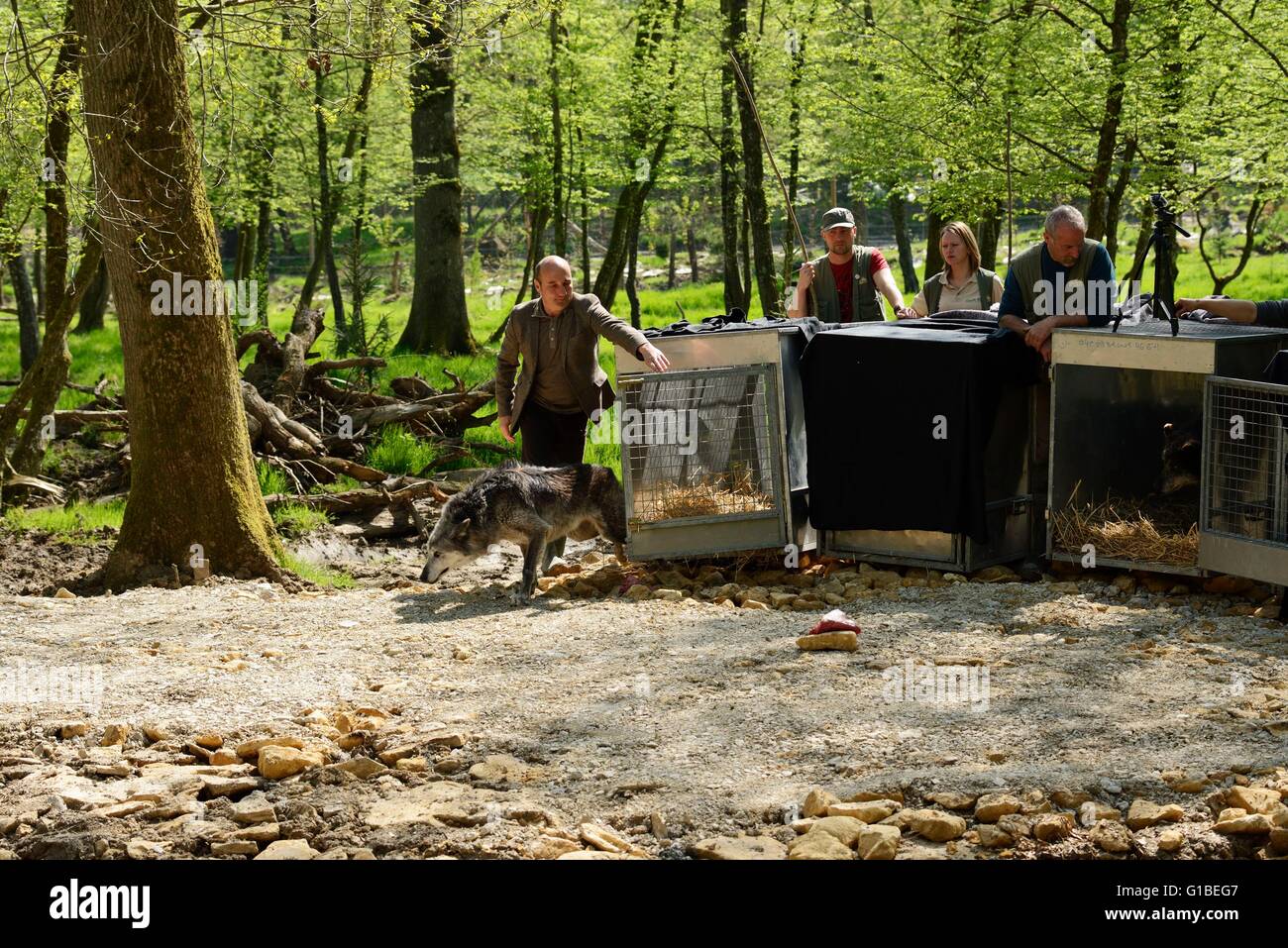 France, Moselle, Rhodes, Sainte Croix Wildlife park, arrivée Timberwolf noir les loups (Canis lupus occidentalis) 6 mai 2013 Banque D'Images