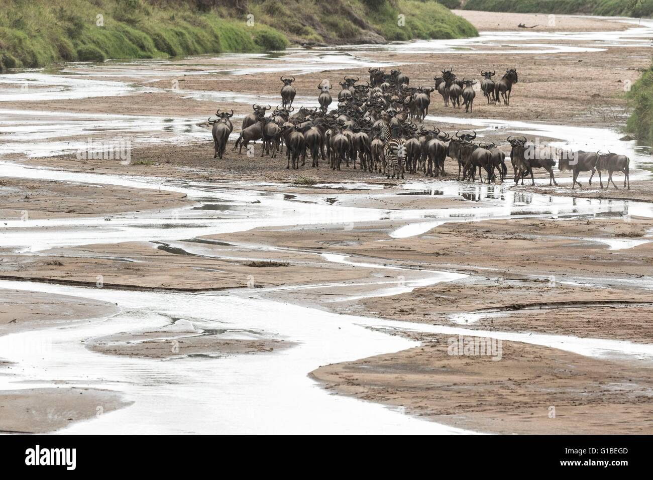 Kenya, Masai-Mara game reserve, le gnou (Connochaetes taurinus), de la migration des troupeaux de boire à la rivière Sand Banque D'Images