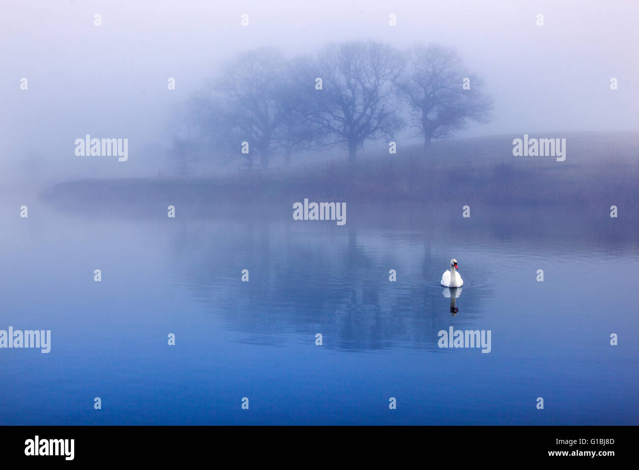 Cygne muet dans la brume matinale et arbres se reflétant dans un lac Banque D'Images