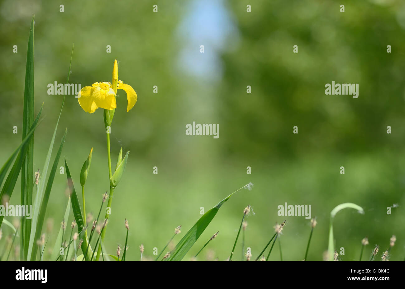 Drapeau jaune qui fleurit dans la forêt Banque D'Images