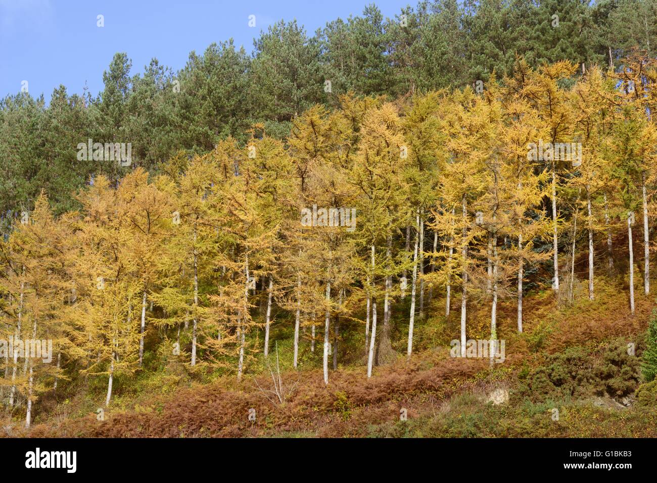 Plantation de mélèze, Larix kaempferi japonais et pin laricio Pinus nigra laricio, Galles, Royaume-Uni Banque D'Images