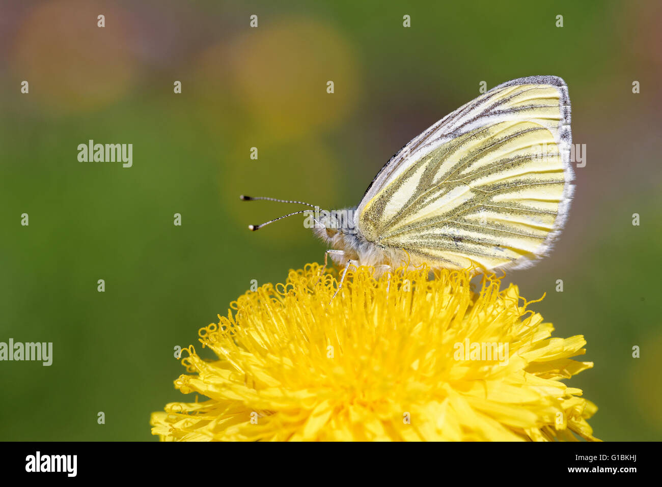 Blanc veiné de vert (Pieris napi) papillon sur fleur de pissenlit. Banque D'Images
